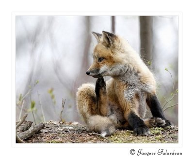 Renard roux / red Fox