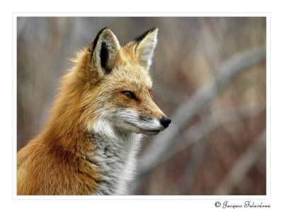 Renard roux / red Fox