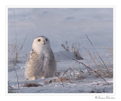 Harfang des neiges / Snowy owl
