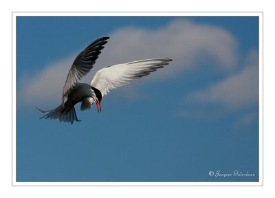 Sterne Pierregarin /  Common Tern