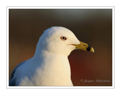 Goland  bec cercl / Ring-Billed Gull