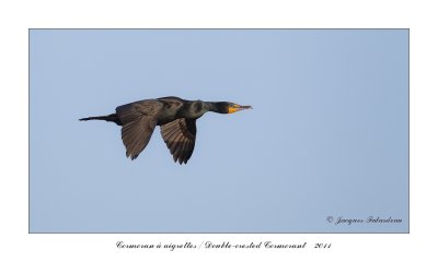 cormoran__aigrettes__great_cormorant