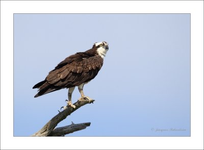 Balbuzard / Osprey