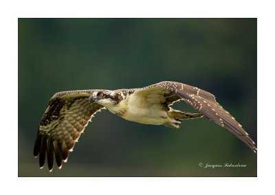 Balbuzard / Osprey