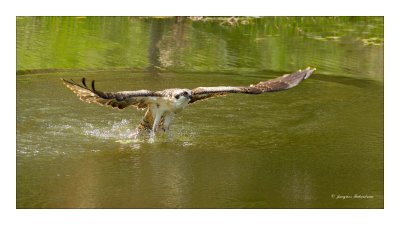 Balbuzard / Osprey