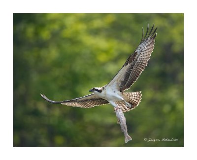 Balbuzard / Osprey