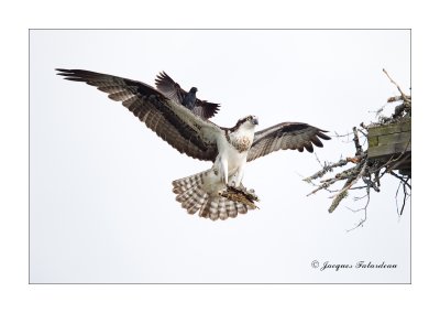 Balbuzard / Osprey