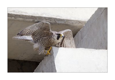 Faucon plerin / Peregrine Falcon