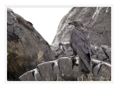 Corbeau / Commun Raven