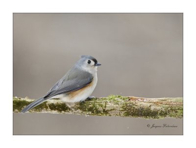 Msange / Chickadee