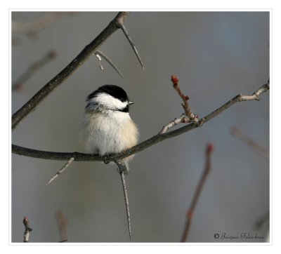 Msange / Chickadee