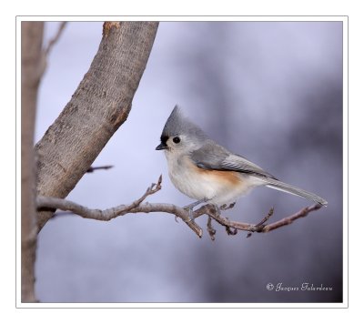 Msange / Chickadee