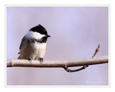 Msange / Chickadee