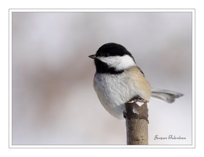 Msange / Chickadee