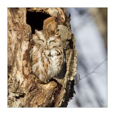 Petit-duc / Screech-owl