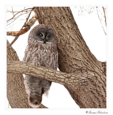 Chouette lapone / Great gray owl