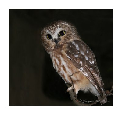 Petite nyctal / Saw-whet owl