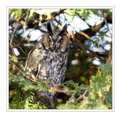 Hibou moyen duc / Long-eared owl