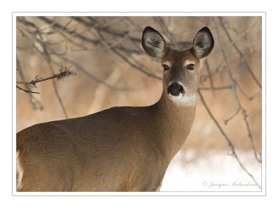 Chevreuil / Deer
