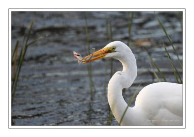 Grande aigrette / Great Egret