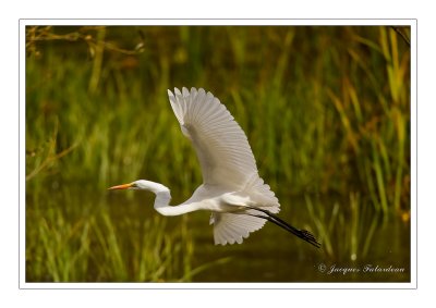 Grande aigrette / Great Egret