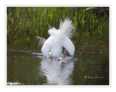 Grande aigrette / Great Egret