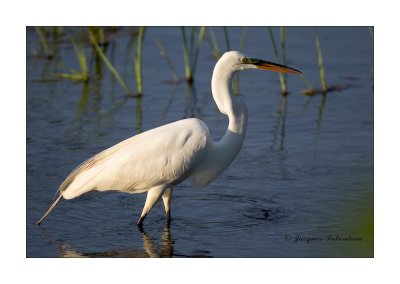 Grande aigrette / Great Egret