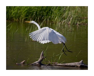 Grande aigrette / Great Egret