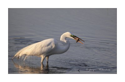 Grande aigrette / Great Egret