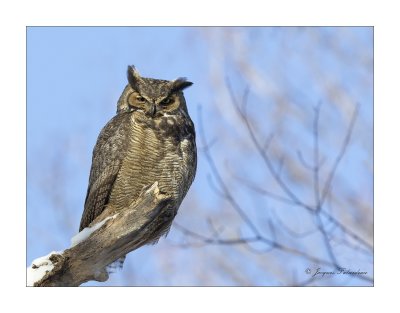 Grand-Duc d'Amrique / Great Horned Owl /  Bubo virginianus