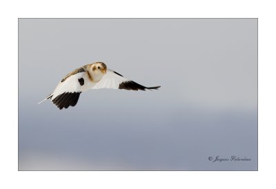 plectrophane_des_neiges__snow_bunting