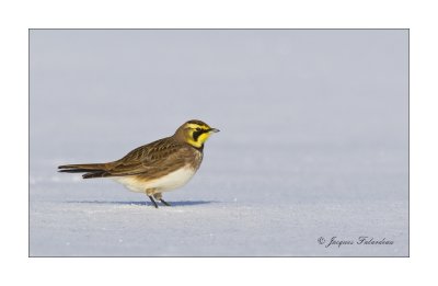 Alouette Hausse-col / Horned Lark