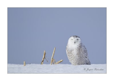 Harfang des neiges / Snowy Owl