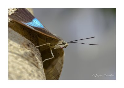 insectes_et_papillon