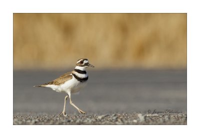 Pluvier Kildir / Killdeer Bruyant