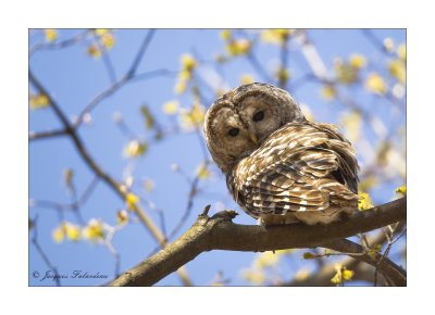 Chouette raye / Barred Owl