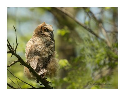 Grand-Duc D'Amrique / Great Horned Owl