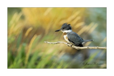 Martin pcheur / Belted Kingfisher