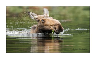 lan d'Amrique / Moose