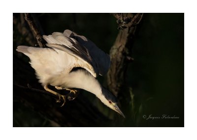 bihoreau__black-crowned_night-heron