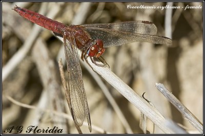 Crocothemis erythraea - female