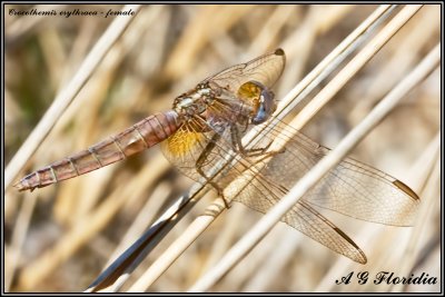 Crocothemis erythraea - female