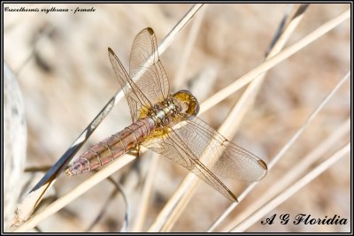 Crocothemis erythraea - female