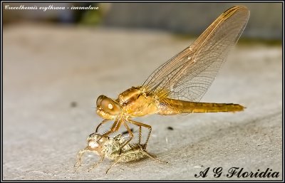 Crocothemis erythraea - immature