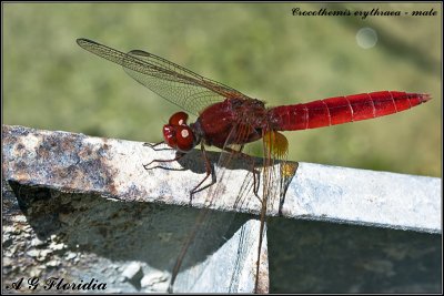 Crocothemis erythraea - male