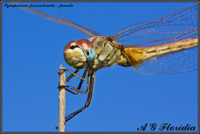 Sympetrum fonscolombii - female