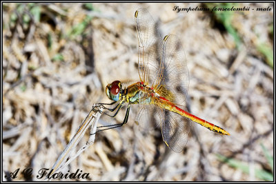 Sympetrum fonscolombii - male