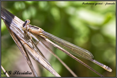 Ischnura genei - female