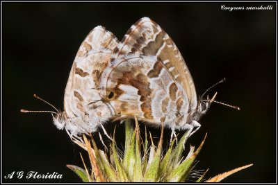  Butterflies and Moths (Lepidoptera) of Malta