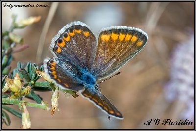 Polyommatus icarus - female